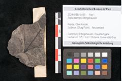 Foto (Objekt + Etikett) von Aralia tasmani Ettingshausen (NHMW-GEO-2024-0188-10159)